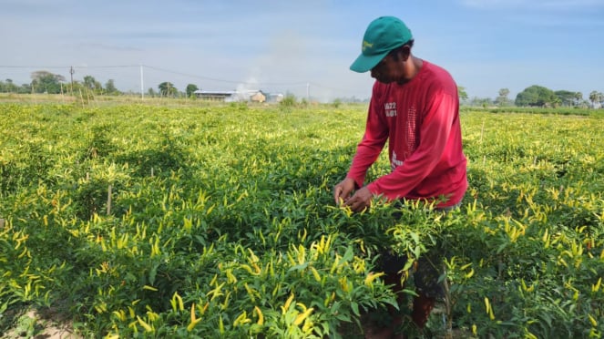 O Ministério da Agricultura e os agricultores distribuíram pimentões campeões