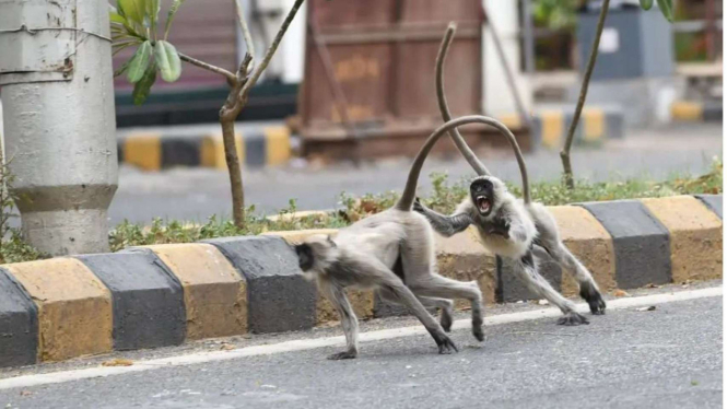 Serangan monyet di India