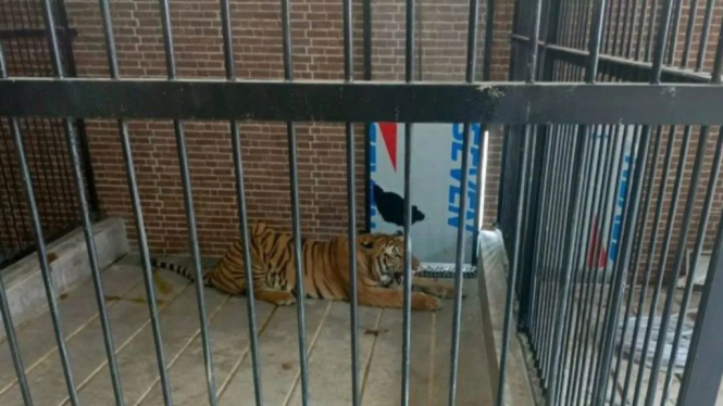 Harimau peliharaan di Samarinda yang terkam manusia hingga tewas 