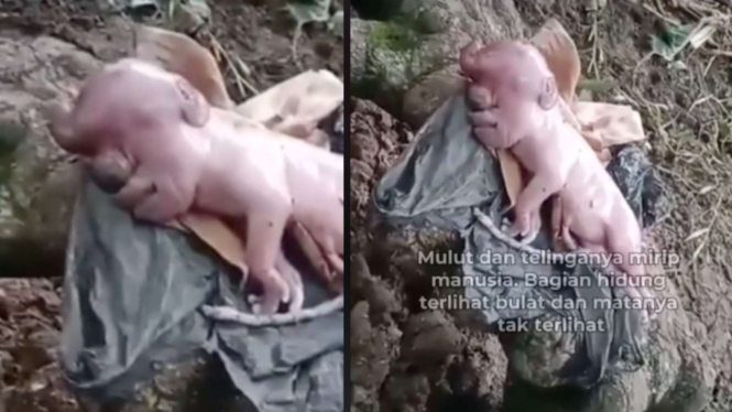 Kemunculan Anak Babi Mirip Manusia Jadi Sorotan Netizen 