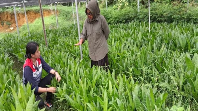 Ketua KWT Melati Suhartini dan tim CSR Pertamina di tempat pembibitan pinang.