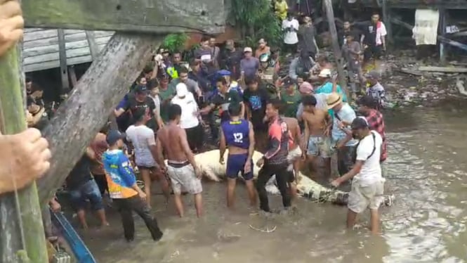 Buaya saat ditangkap warga di Sungai Arut, Kabupaten Kotawaringin Barat, Kalteng