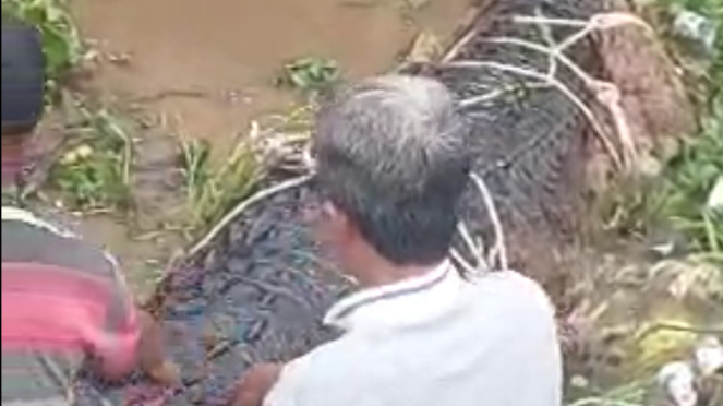 Buaya saat ditangkap warga di Sungai Arut, Kabupaten Kotawaringin Barat, Kalteng