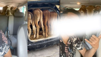 Viral 4 Sapi Diangkut Mobil Innova, Netizen: Sapinya Mabok Darat