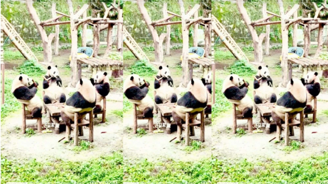 Viral Terekam Panda Duduk Santai Layaknya Manusia 