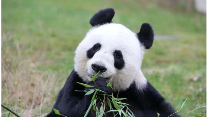Skotlandia pulangkan Panda ke China