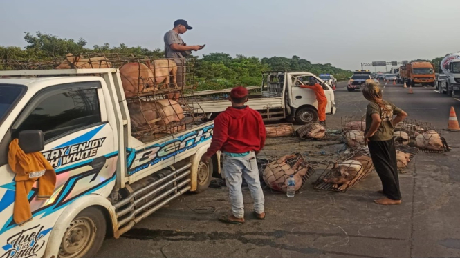 Satu unit truk membawa babi hidup kecelakaan di Tol Jagorawi