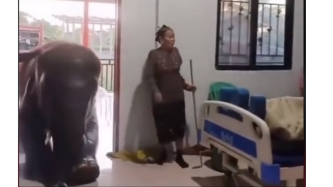 Penampakan gajah di rumah sakit