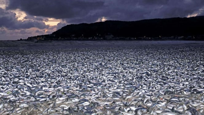 Ribuan ikan Sarden mati terdampar di pantai Jepang