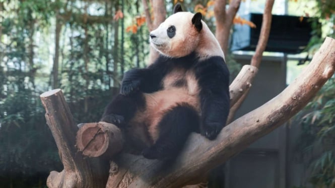Panda Raksasa Fubao Akan Kembali ke Tiongkok pada Maret 2024