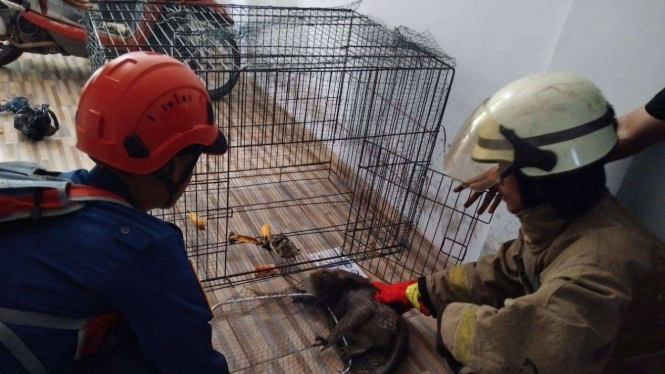 Monyet Liar Serang Nasabah Koperasi di Tangerang