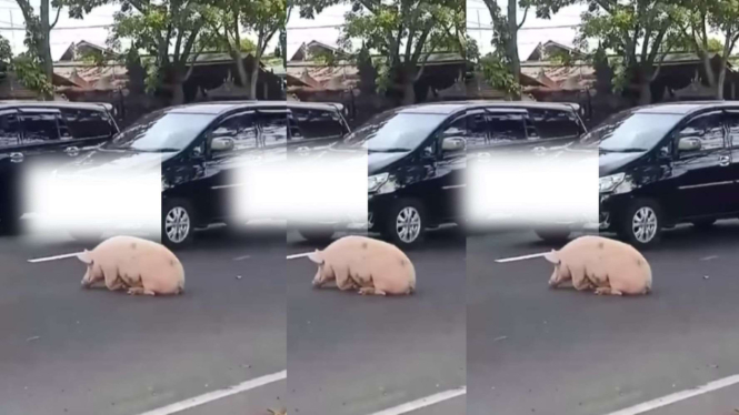 Viral Babi Pink Bengong di Tengah Jalan di Bali