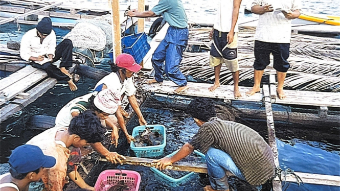 Aktivitas petani ikan kerapu Lampung