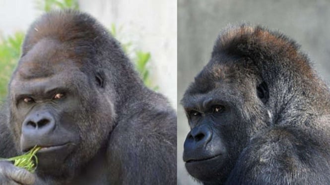 Gorila tampan bernama Shabani.