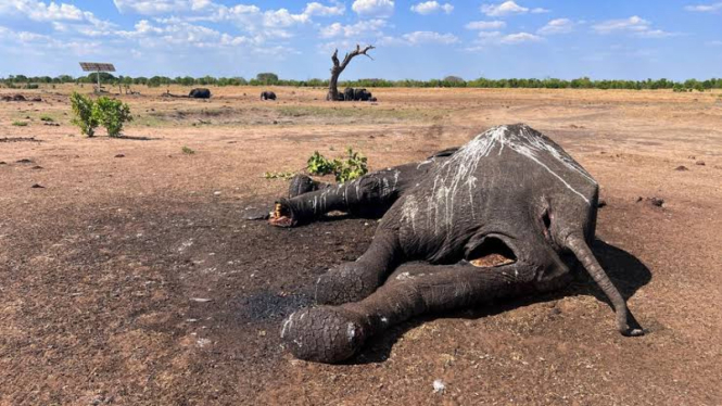 Gajah meninggal di Taman Nasional Zimbabwe