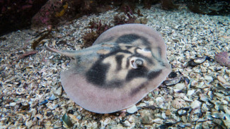 Indonesian Java Stingray Marks First Marine Fish Extinction