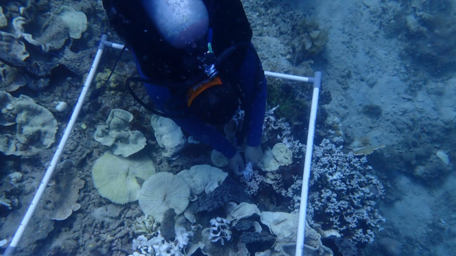Pemutihan karang di Kepulauan Seribu.