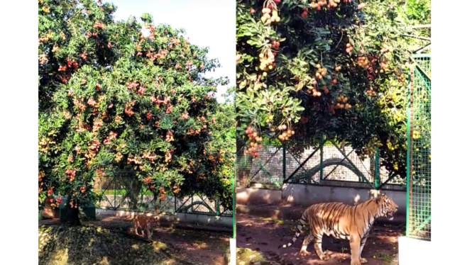 Pohon rambutan viral dijaga macan