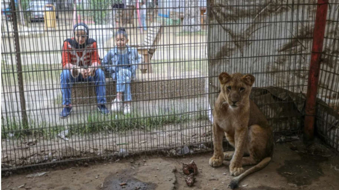 Kebun Binatang di Rafah Gaza Palestina.