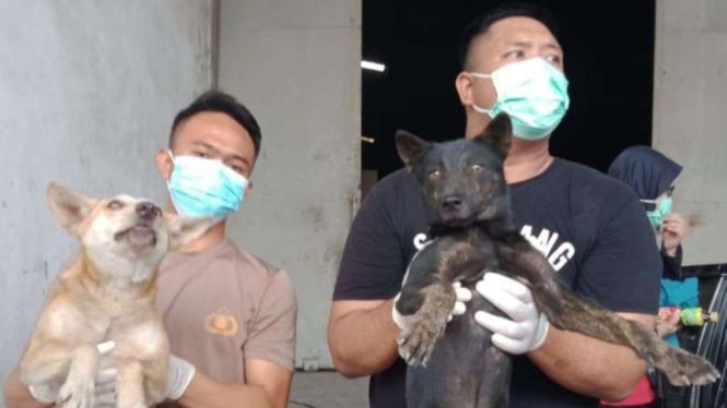 Ratusan anjing diamankan petugas kepolisian Semarang di Tol Kalikangkung.