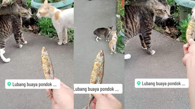 Viral, orang jinakkan dua kucing lagi berantem.