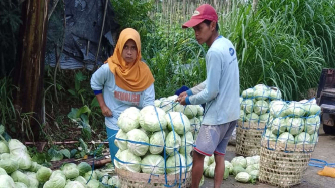 Relawan Prabowo Borong Sayur dari Petani Sumbing, Kopeng, Boyolali untuk Dhuafa