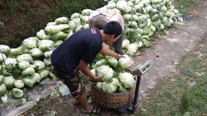 Relawan Prabowo membeli sayur mayur dari petani Sumbing, Copeng, Boyolali untuk masyarakat miskin.