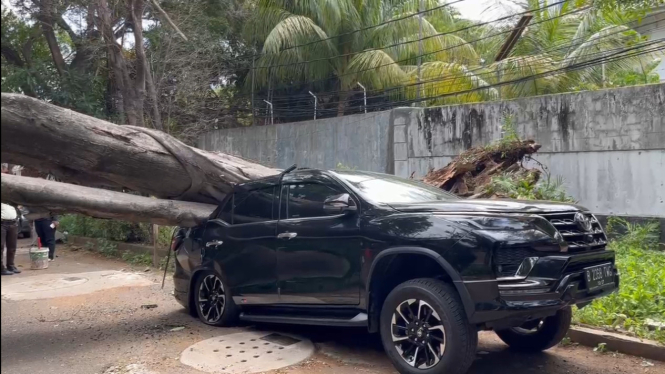 Pohon tumbang di Kebayoran Baru timpa Toyota Fortuner hingga ringsek