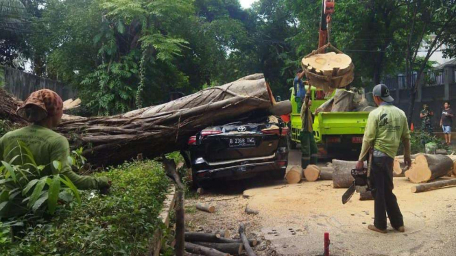 Mobil Fortuner ringsek ketimpa pohon di Kebayoran Baru