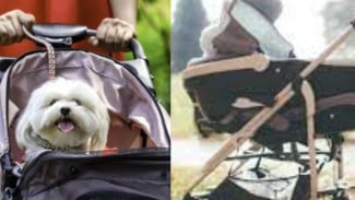 Gokil! Stroller Anjing Lebih Laris Dibanding Bayi akibat Krisis Populasi Korsel