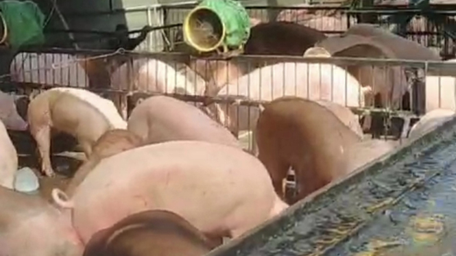 844 ekor babi yang dibongkar muat tanpa izin di sebuah dermaga di Kabupaten Kubu Raya beberapa waktu lalu. 