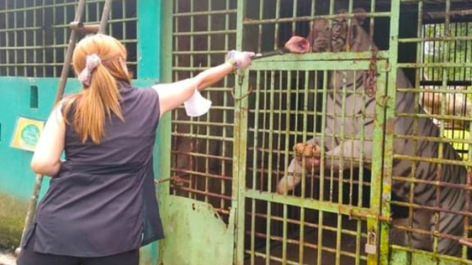 Seorang pengunjung Medan Zoo saat memberikan makanan kepada harimau.(Instagram Medan Zoo)