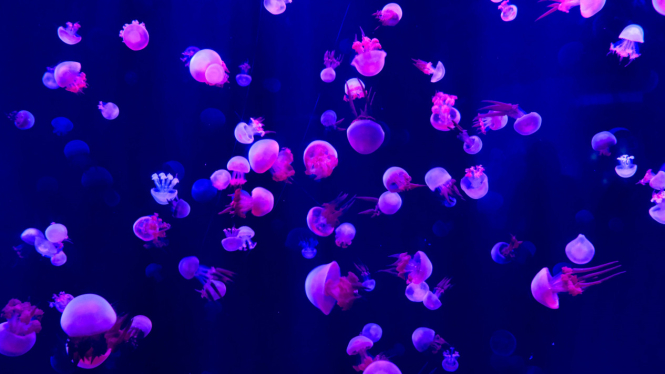 Jellyfish