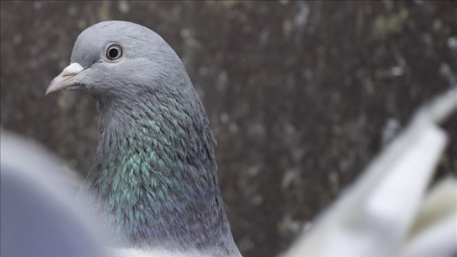 Pigeon caught in May last year on charges of 'spying for China' released as police drop charges after probe