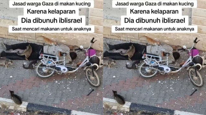 Jenazah Warga Gaza Dimakan Kucing