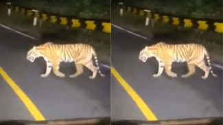 Viral Harimau Muncul di Jalan Raya, Masyarakat Lampung Resah