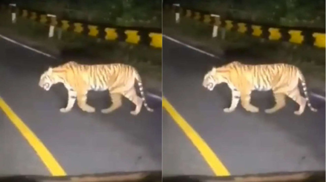 Harimau Muncul di Jalan Raya