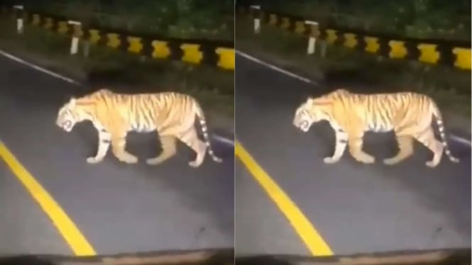 Harimau Muncul di Jalan Raya