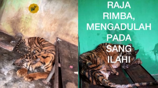 Harimau Sumatera bernama Bintang Sorik mati di Medan Zoo