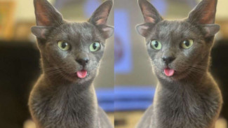 Midas, Kucing Unik Asal Turki dengan 4 Daun Telinga