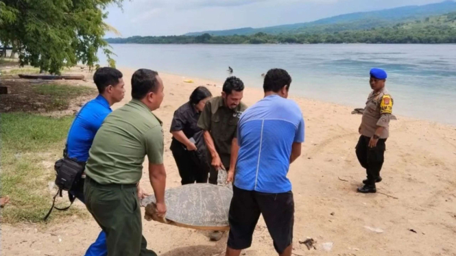 Penyu yang diamankan dilepasliarkan di pesir pantai Larantuka, Flores Timur
