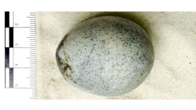 Telur Ayam Kuno