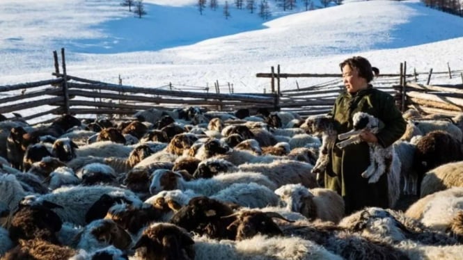 Menteri Pertanian Mongolia membenarkan bahwa lebih dari 2 juta hewan mati