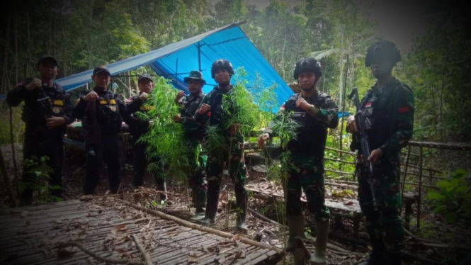 VIVA Militer: Pasukan Yonif 111 Karma Bhakti di Ladang Ganja.