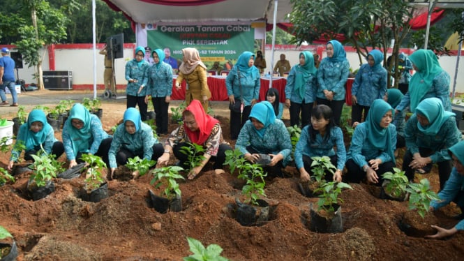 Panen sayur selada dan gerakan menanam lombok di Urban Farming, Kecamatan Mijen.