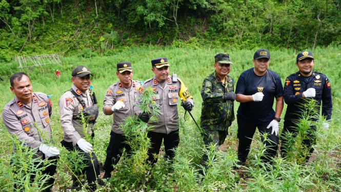 BNN Musnahkan 4 Hektare Lahan Ganja di Aceh