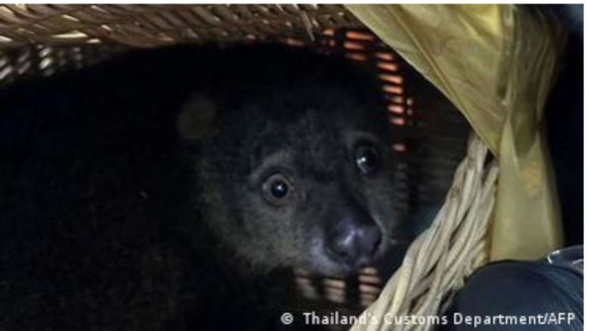 Hewan yang dilindungi diseludupkan di Thailand