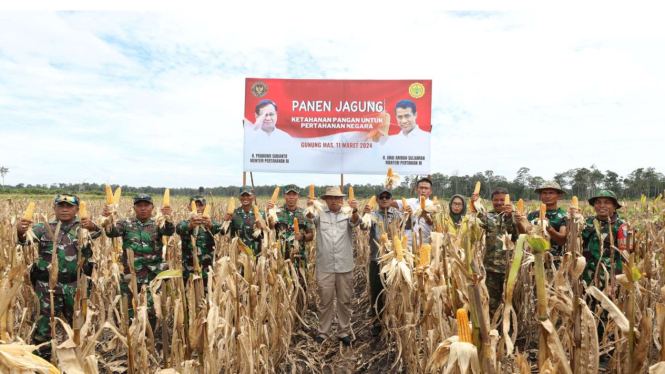 Kementerian Pertahanan RI Panen Raya Jagung di Lahan Food Estate, Kalimantan Ten