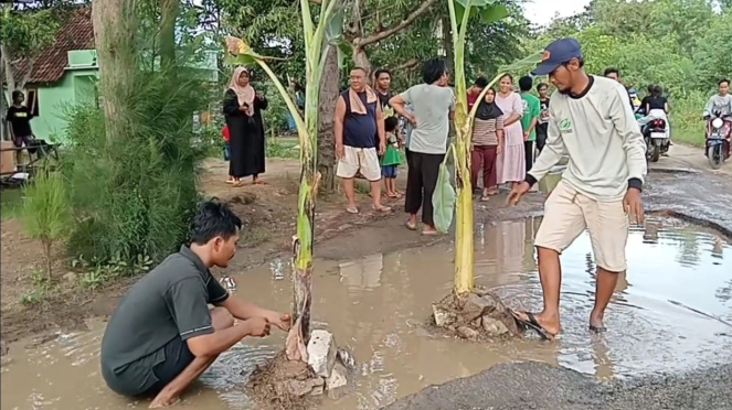 Sebagai protes terhadap kerusakan jalan, warga menanam pohon pisang