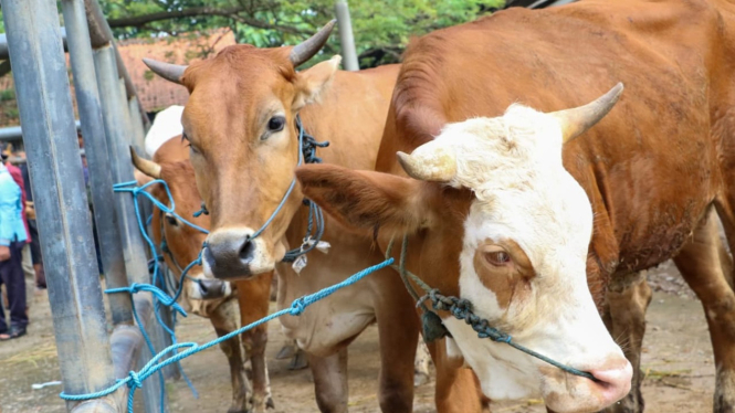 Hewan ternak di Kabupaten Purwakarta mendapatkan penyuntikan vaksin